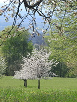 Paysages fougerollais